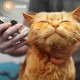 Máquina de Cortar Cabelo Silenciosa para Gatos e Cães 