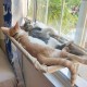 Cama de Rede Suspensa para Gatos até 25kg